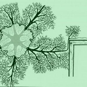 tree roots | Walter Reeves: The Georgia Gardener
