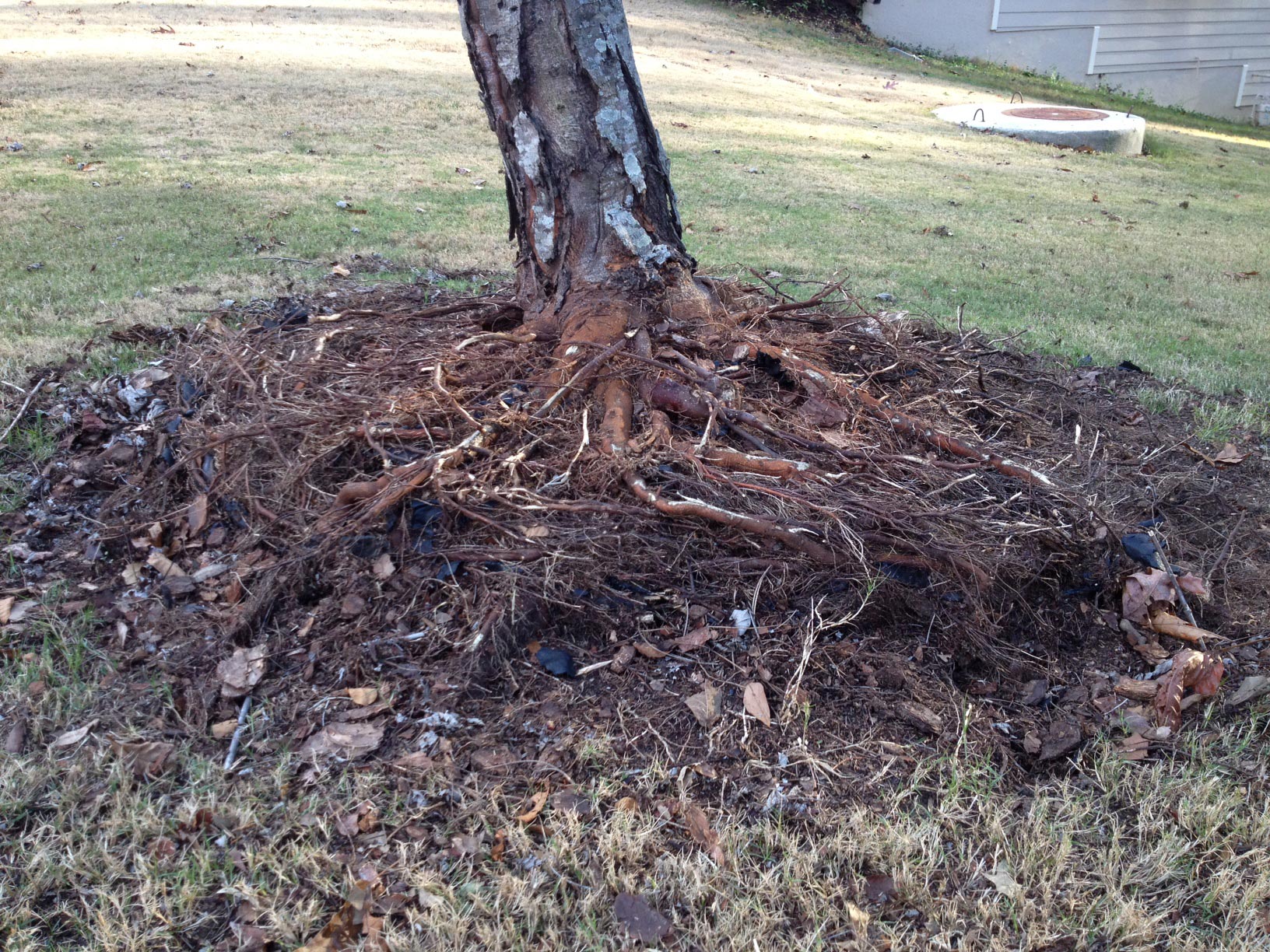 Tree Roots Remove Retaining Wall, How To Put A Retaining Wall Around Tree