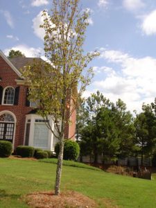 tree too deep 1 | Walter Reeves: The Georgia Gardener