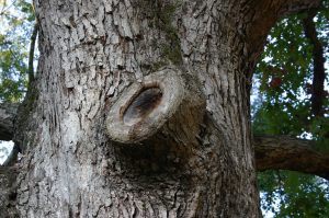 tree wound healing 2 | Walter Reeves: The Georgia Gardener