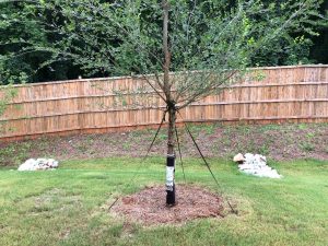 tree wrap dogfood 3 | Walter Reeves: The Georgia Gardener
