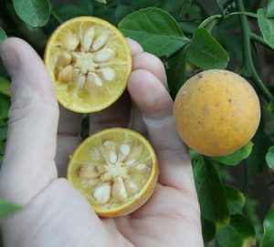 trifoliate orange 2 | Walter Reeves: The Georgia Gardener How to use