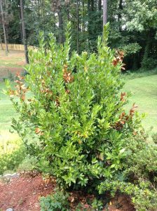 twig borer | Walter Reeves: The Georgia Gardener