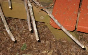 twiggirdler | Walter Reeves: The Georgia Gardener
