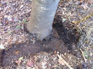 vole on cherry 1 | Walter Reeves: The Georgia Gardener