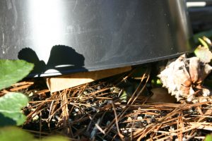 vole trap | Walter Reeves: The Georgia Gardener vole trap under pot