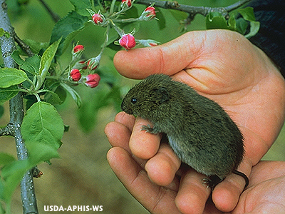 get rid of voles