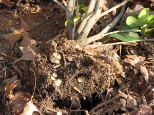 volecamellia | Walter Reeves: The Georgia Gardener