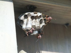 wasp nest | Walter Reeves: The Georgia Gardener paper wasp