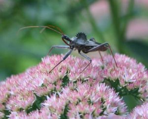 wheelbug2 | Walter Reeves: The Georgia Gardener