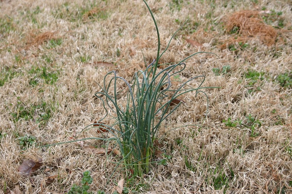 Lawn Wild Onion Control Walter, Does Roundup Kill Onion Grass