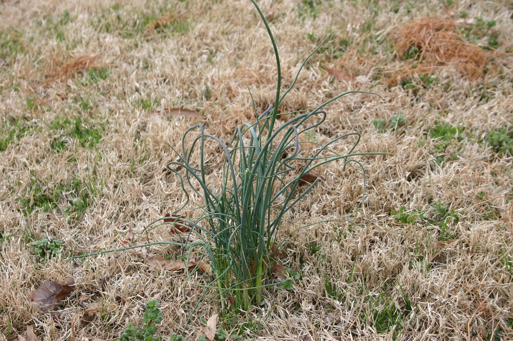 Get Rid of Onion Grass - Green Lawn Fertilizing