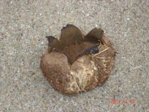 yard 2 | Walter Reeves: The Georgia Gardener earthstar