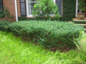 yew | Walter Reeves: The Georgia Gardener