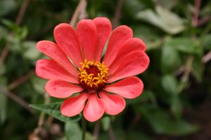 zinnia-6 | Walter Reeves: The Georgia Gardener