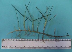 zoysiagrass | Walter Reeves: The Georgia Gardener