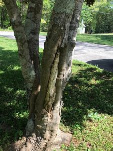 maple callus tissue 1 | Walter Reeves: The Georgia Gardener