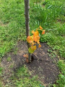 redbud planted too deep 1 | Walter Reeves: The Georgia Gardener