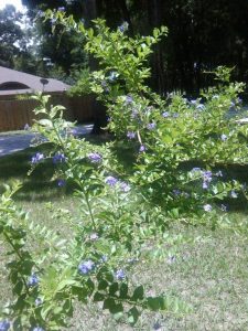 0081 | Walter Reeves: The Georgia Gardener