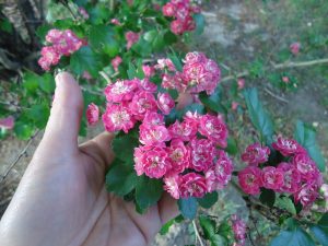 025 | Walter Reeves: The Georgia Gardener