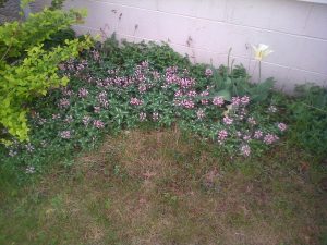 027 | Walter Reeves: The Georgia Gardener