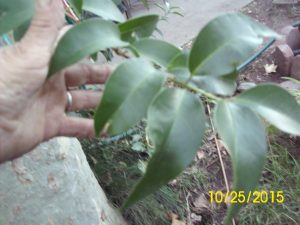 Polaroid | Walter Reeves: The Georgia Gardener