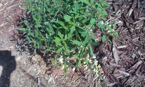 0425161015 | Walter Reeves: The Georgia Gardener