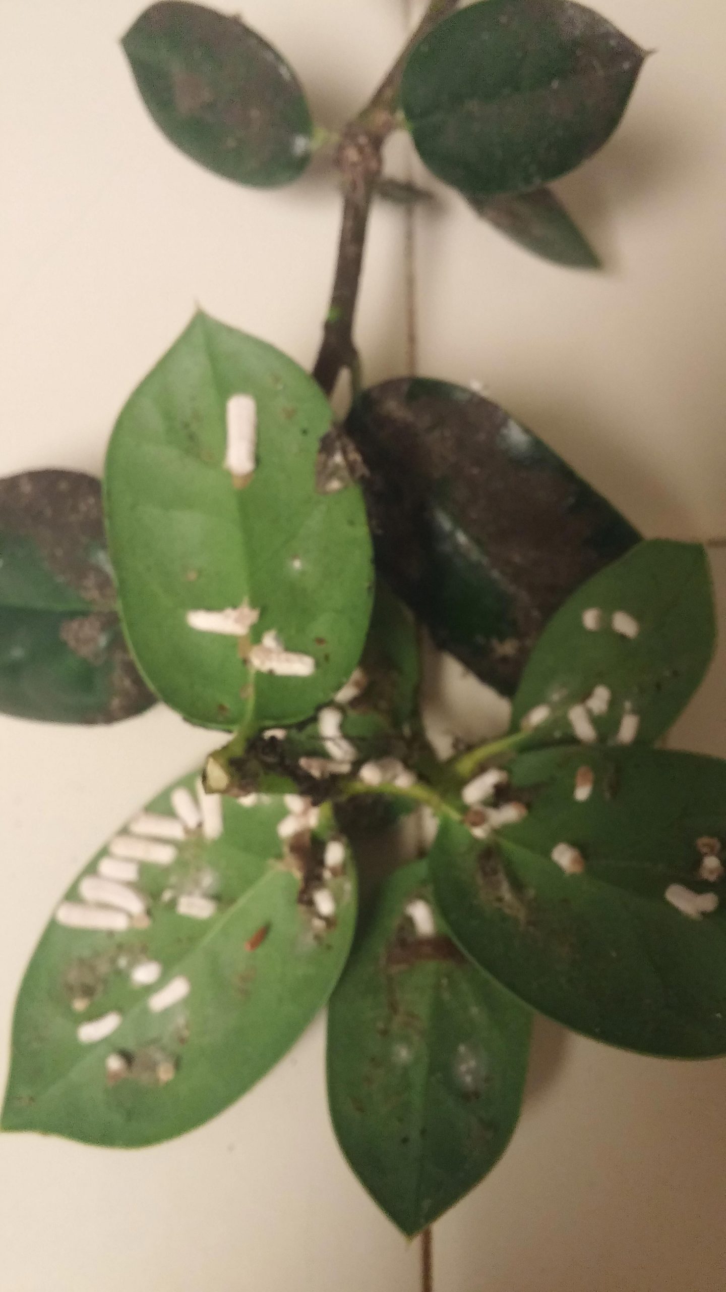 Buford Holly Disease Walter Reeves The Gardener