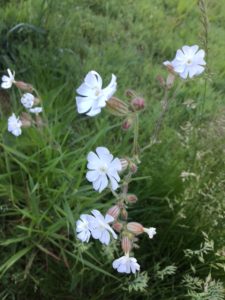 060716PrairiePlant | Walter Reeves: The Georgia Gardener