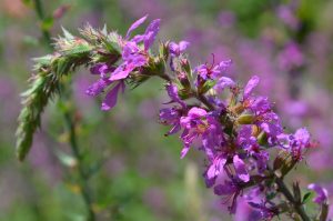 072415-004 | Walter Reeves: The Georgia Gardener