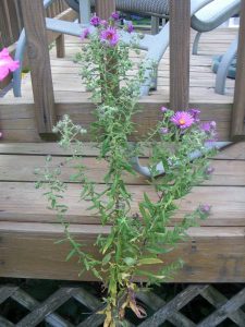 0830141755a | Walter Reeves: The Georgia Gardener