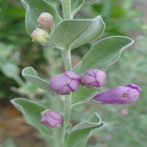 11 | Walter Reeves: The Georgia Gardener
