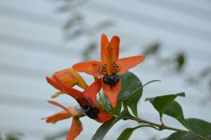 11124243_10205027218468163_7274858580658961715_o | Walter Reeves: The Georgia Gardener