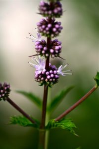 12 | Walter Reeves: The Georgia Gardener
