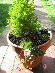 13001040_10204736799334813_5981386600353946169_n1 | Walter Reeves: The Georgia Gardener