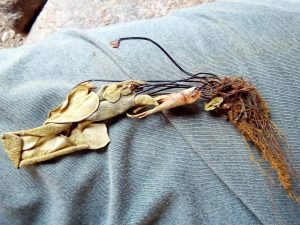 13072249_1030725517020440_1857561677_o | Walter Reeves: The Georgia Gardener