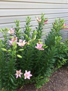 13227149_10154266080336979_1283344472769353479_n | Walter Reeves: The Georgia Gardener