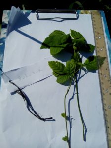 13340530_120300000008149095_1430592163_o | Walter Reeves: The Georgia Gardener