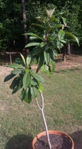 13344681_10210246571948689_5805828416913190419_n | Walter Reeves: The Georgia Gardener