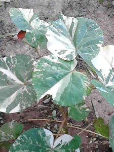 1459632034661 | Walter Reeves: The Georgia Gardener