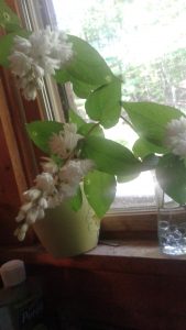 1462539313527-653608790 | Walter Reeves: The Georgia Gardener