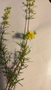 14667728362961464050714 | Walter Reeves: The Georgia Gardener
