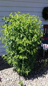 1467066022-name-that-plant-1 | Walter Reeves: The Georgia Gardener