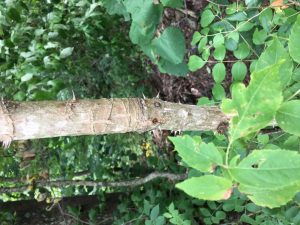 1467154198-name-that-plant-1 | Walter Reeves: The Georgia Gardener