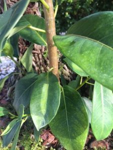 1467214943-name-that-plant-1 | Walter Reeves: The Georgia Gardener