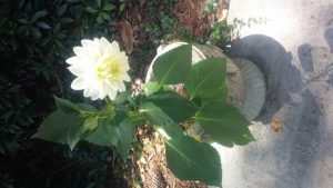 1467225482-name-that-plant-1 | Walter Reeves: The Georgia Gardener