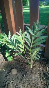 1467423774-name-that-plant-1 | Walter Reeves: The Georgia Gardener