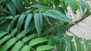 1467466044-name-that-plant-1 | Walter Reeves: The Georgia Gardener