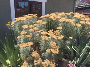 1467494577-name-that-plant-1 | Walter Reeves: The Georgia Gardener