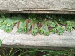 1467525171-name-that-plant-1 | Walter Reeves: The Georgia Gardener